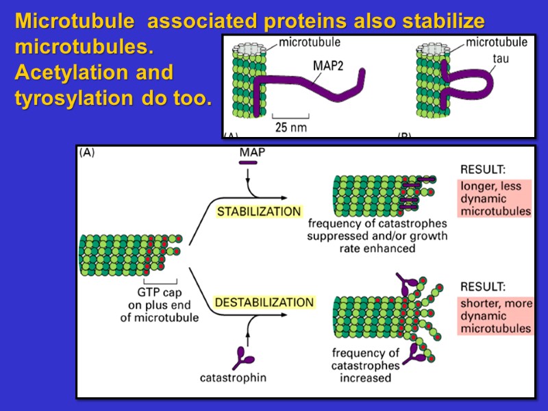 Microtubule  associated proteins also stabilize microtubules.  Acetylation and  tyrosylation do too.